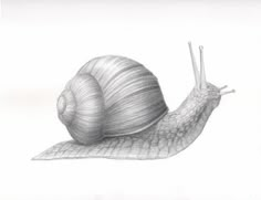 a black and white drawing of a snail