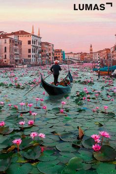 a boat floating on top of a body of water filled with pink lilies and buildings