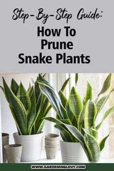 three potted plants with the title how to prune snake plants