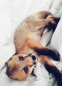 a small dog laying on top of a bed under a white comforter and looking up at the camera