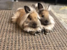 two brown and white rabbits laying on the ground