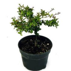 a small tree in a black pot on a white background