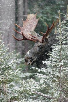 a moose with large antlers standing in the woods on a snowy day while it's snowing