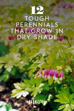 flowers with the words 12 tough perennials that grow in dry shade on top of them