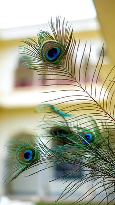 three peacock feathers sitting on top of a table