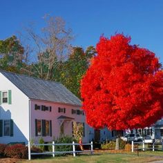 a red tree in front of a white house