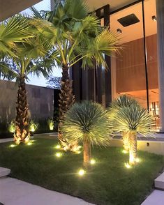 palm trees are lit up in front of a modern building at night time with lights on the grass