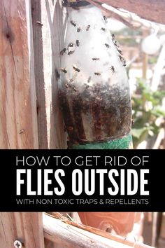 a close up of a vase with bees on it and the words how to get rid of flies outside