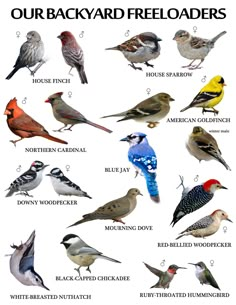 a poster with different kinds of birds on it's sides and the words, our backyard freeloaders