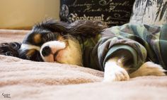 a dog laying on top of a bed covered in blankets