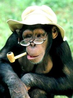 a chimpan holding a pipe and wearing a hat