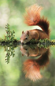 a squirrel is standing in the water with its tail up and it's reflection