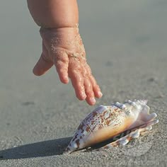 a baby reaching for a seashell on the beach