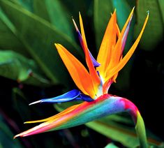 an orange and blue bird of paradise flower with green leaves in the background on instagram