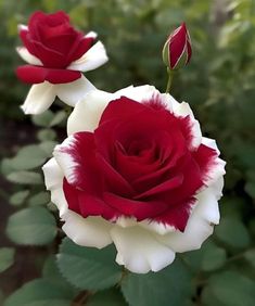 two red and white roses with green leaves in the foreground, one blooming