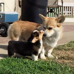 three puppies are standing on the grass near each other and looking at something in front of them