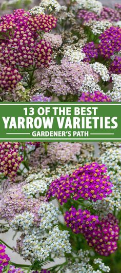 purple and white flowers with text overlay that reads 13 of the best yarow varieties gardener's path