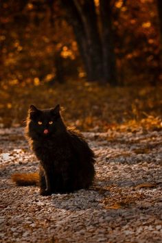 a black cat sitting on top of a leaf covered ground