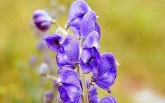 purple flowers are blooming in the field