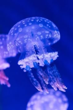 two jellyfish swimming in an aquarium with blue water and bubbles on the bottom half