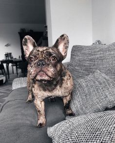 a small dog sitting on top of a couch