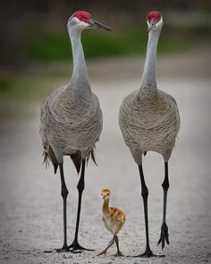 two birds standing next to each other on a road