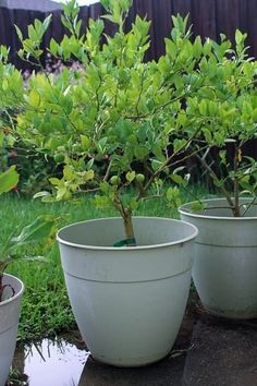 three potted plants sitting on top of a table