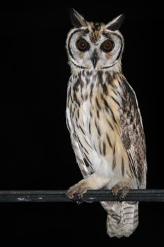 an owl sitting on top of a metal bar in front of a black background with its eyes wide open