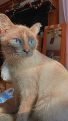 a siamese cat with blue eyes sitting on the floor