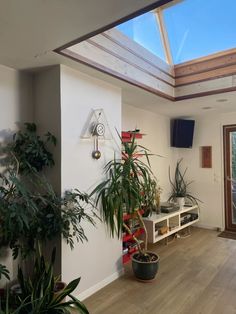 a living room filled with lots of potted plants