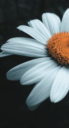 a white and orange flower with black background