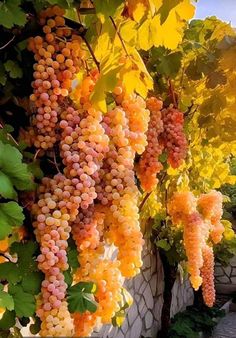 grapes are growing on the vine next to a fence