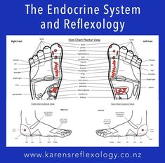 Adrenal Glands, Endocrine System, Reflexology, Digestive System, Nervous System, Plexus Products