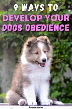 a brown and white dog sitting on top of a table with the words 9 ways to develop your dogs obedience