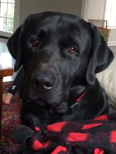 a large black dog laying on top of a red and black checkered bed spread