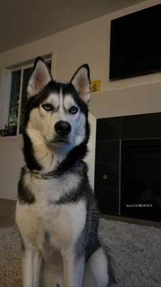 a husky dog sitting on the floor in front of a fireplace