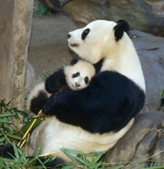 two panda bears sitting on top of rocks and eating bamboo leaves in their enclosure at the zoo