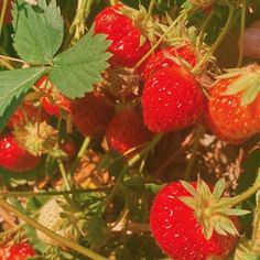 the strawberries are ripe and ready to be picked from the bush in the garden