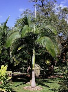 a large palm tree sitting in the middle of a lush green field