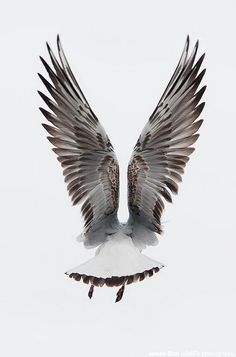 a bird with its wings spread out in the air