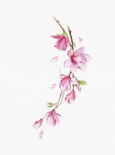 a branch with pink flowers on it against a white background