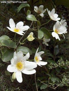 some white flowers with yellow centers on them