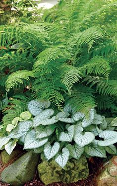 a green plant with white leaves growing out of it's center surrounded by rocks