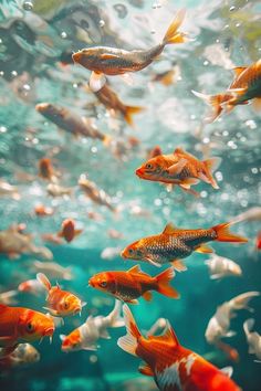 an aquarium filled with lots of fish swimming in it's water and looking up at the sky