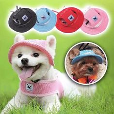 a small dog wearing a pink hat and some other dogs in the grass with it's tongue out