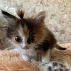 a small kitten sitting on top of a fluffy blanket