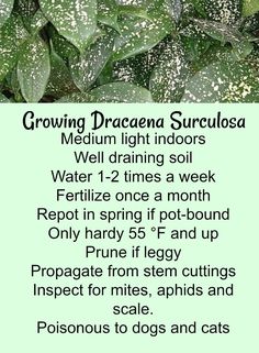 a poster with instructions for growing dracaenaa succulentas in the garden