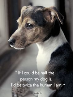 a brown and white dog sitting next to a window