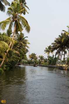 palm trees line the shoreline of a river