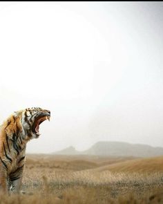 a large tiger standing on top of a dry grass covered field with it's mouth open